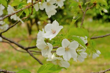 cherry blossoms in full blooming