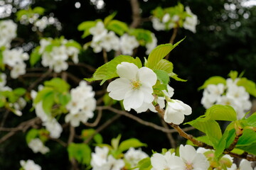 cherry blossoms in full blooming