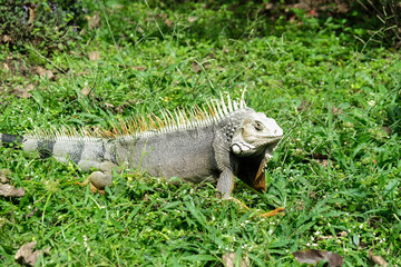 Close up iguana inside grass looking around. Selective focus.