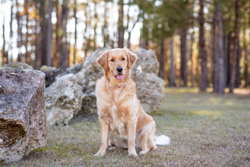 Golden Retriever dog enjoying outdoors