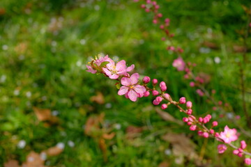 Prunus japonica Thunb in full blooming