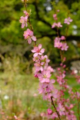 Prunus japonica Thunb in full blooming
