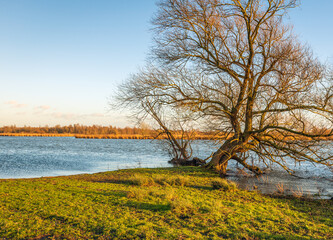Willow tree with irregularly shaped bare branches contrasting with the blue sky. The tree stands at...