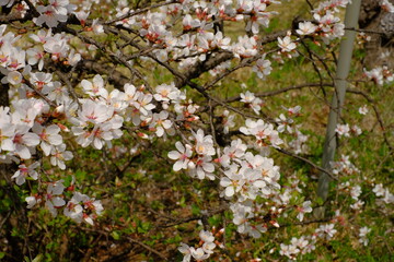 Nanking cherry  in full blooming