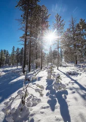 Badkamer foto achterwand Winter forest © Galyna Andrushko