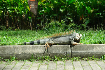 Close up iguana on the grass. Selective focus.