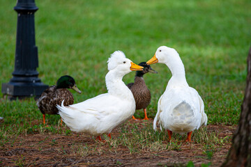 ducks on the grass