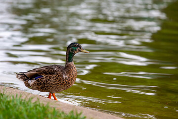 Duck next to the lake