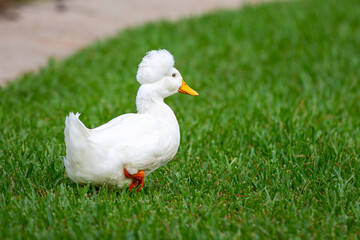 Naklejka na ściany i meble white duck on grass