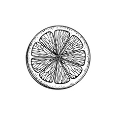 Hand drawn sketch style lemon slice. Retro illustration of tropical citrus fruit. Best for menu and package designs. Vector illustration.