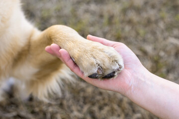 Golden Retriever dog shaking paw with owner. Hand and paw friendship concept 