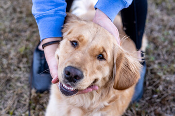 Golden Retriever dog enjoying outdoors. Happy dog being petted by owner. Close up of friendship. 