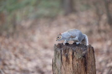 Wildlife in UK ducks Robins and Grey Squirrels by lake in winter scene 
