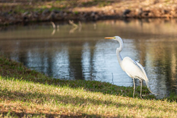 egret near the lake