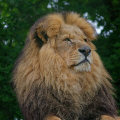 Male Lion
