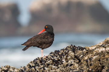 Black Oystercatcher perched on the rocky shore, Bandon Beach, Oregon, US