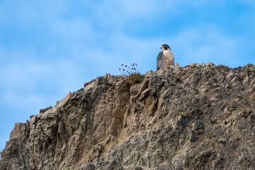 Peregrine falcon perched on a sea stack, Bandon Beach, Oregon, US

