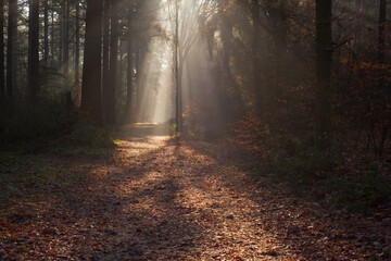 Forest trail with withered ferns and rays of light in misty autumn forest.