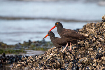 a juvenile and an adult Black Oystercatcher foraging on the rock shore, Bandon Beach, Oregon, US