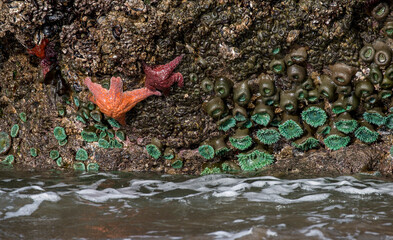 ochre sea stars and anemones at Bandon Beach, Oregon, US