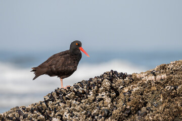 Black Oystercatcher foraging on the barnacle-covered rocks, Bandon Beach, Oregon, US