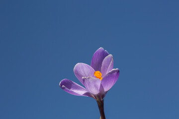  Purple veins crocus flowers on bright blue sky background.