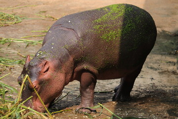 Amazing group of hippopotomus in the national zoo of Bangladesh
