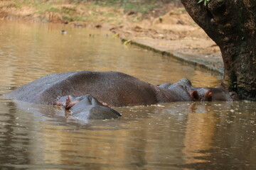 Amazing hippopotomus at a sink in the national zoo of Bangladesh
