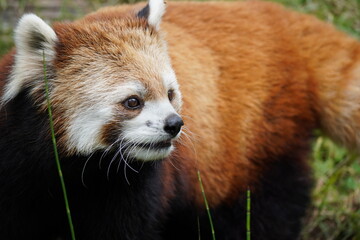 レッサーパンダ