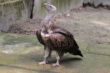 Amazing scene's of vulture in the national zoo of Dhaka Bangladesh
