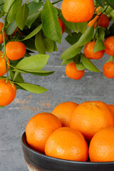 Tangerines in a bowl and orange tree houseplant.