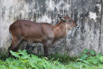 Amazing waterbuck in the national zoo of Bengal.