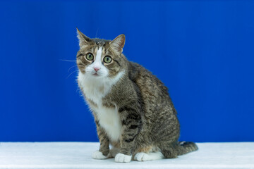 Gray cat sits looking at the camera. Cat on a blue background blank for advertising. Isolated cute cat for design.