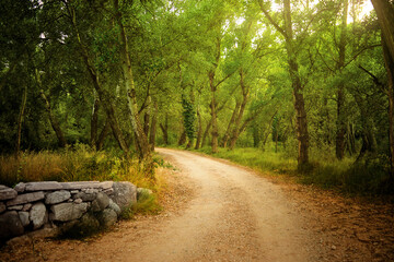 A path crosses a leafy forest landscape, an ancient stone bench on one side allows travelers to rest - Powered by Adobe