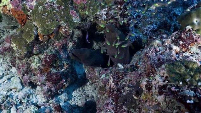2022 November - Maldives : 2 Java Moray in a hole on the Reef 2 - Scuba Diving - 8k 422 10Bits 24p