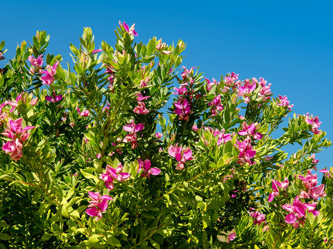 Polygala myrtifolia arbusto con flores de la familia Polygalaceae originaria de Sud&aacute;frica
