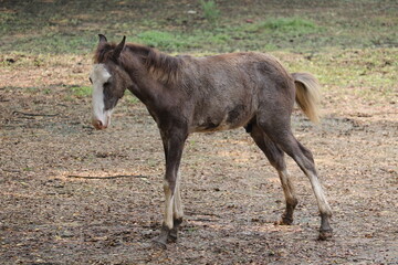 Baby hourse is plarying in the national zoo of Bangladesh