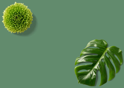 Hoja verde de monstera sobre fodo liso color verde. Tropical hojas de la naturaleza de Monstera, pothos las plantas ex&oacute;ticas sobre fondo verde. Fondo de pantalla. 