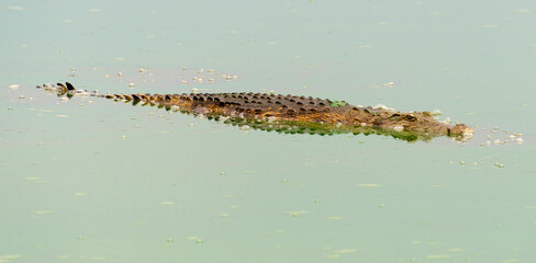 Crocodile du Nil , Crocodylus niloticus, Afrique du Sud