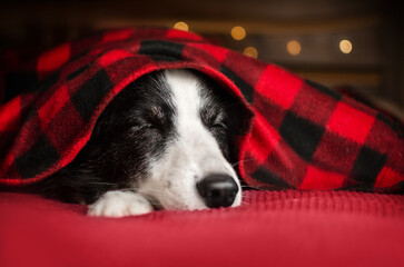 portrait of a border collie dog on a beautiful home background with lights