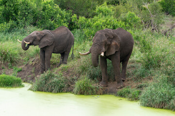 Éléphant d'Afrique, Loxodonta africana, Parc national Kruger, Afrique du Sud