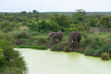 Plakat Éléphant d'Afrique, Loxodonta africana, Parc national Kruger, Afrique du Sud