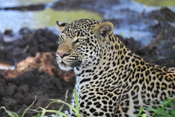 portrait of a leopard 