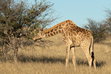 Obraz na płótnie Canvas Girafe, Giraffa Camelopardalis, Parc national Kruger, Afrique du Sud