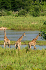 Girafe, Giraffa Camelopardalis, Parc national Kruger, Afrique du Sud