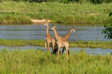 Girafe, Giraffa Camelopardalis, Parc national Kruger, Afrique du Sud