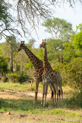 Girafe, Giraffa Camelopardalis, Parc national Kruger, Afrique du Sud