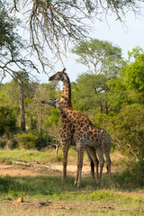 Girafe, Giraffa Camelopardalis, Parc national Kruger, Afrique du Sud