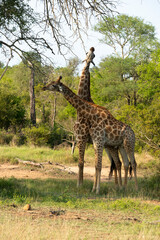 Girafe, Giraffa Camelopardalis, Parc national Kruger, Afrique du Sud