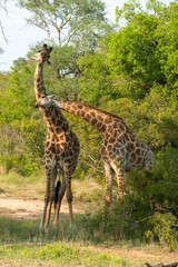 Girafe, Giraffa Camelopardalis, Parc national Kruger, Afrique du Sud